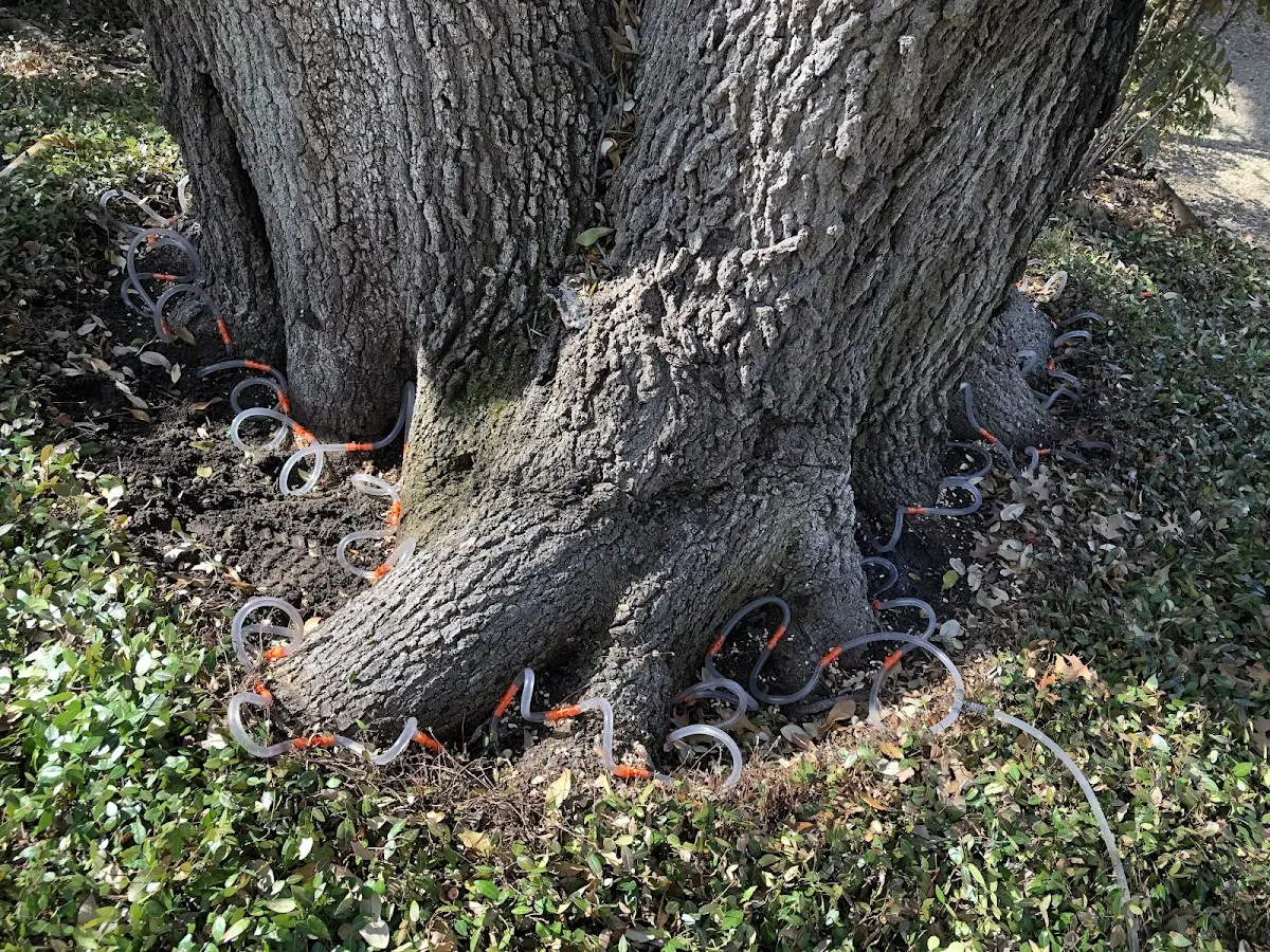 Detailed Shrub and Hedge Trimming job site in Tioga