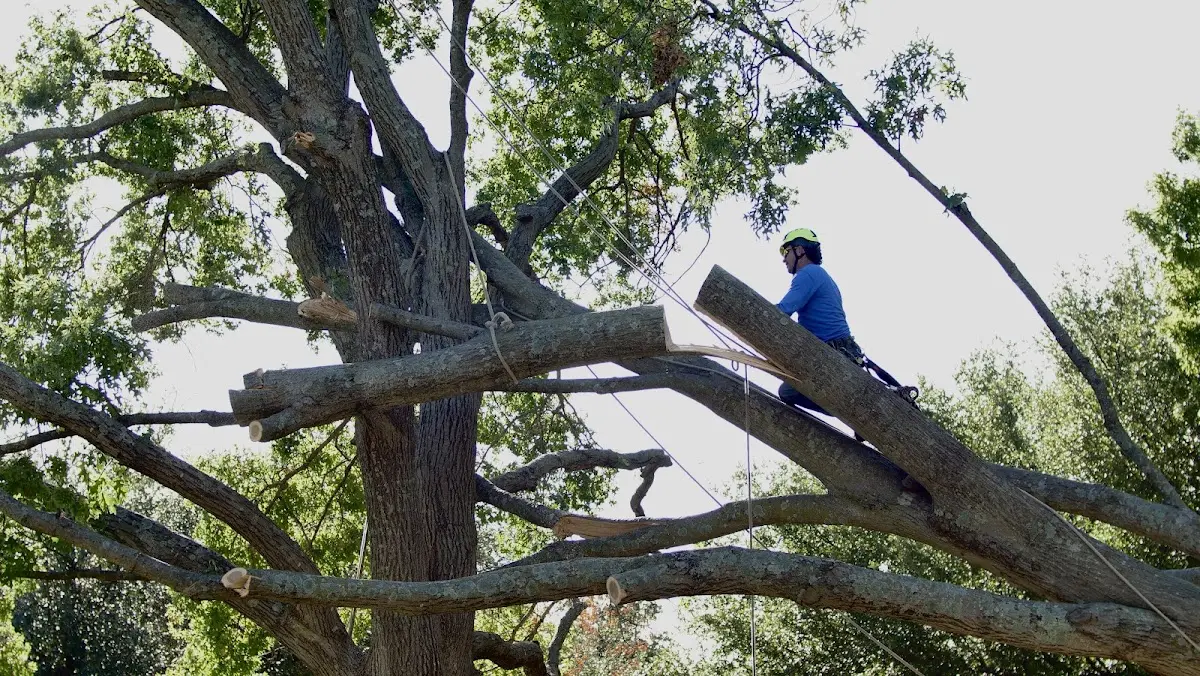 Professional Hazardous Tree Removal performed by certified arborists in Tioga